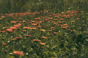 calendula in field